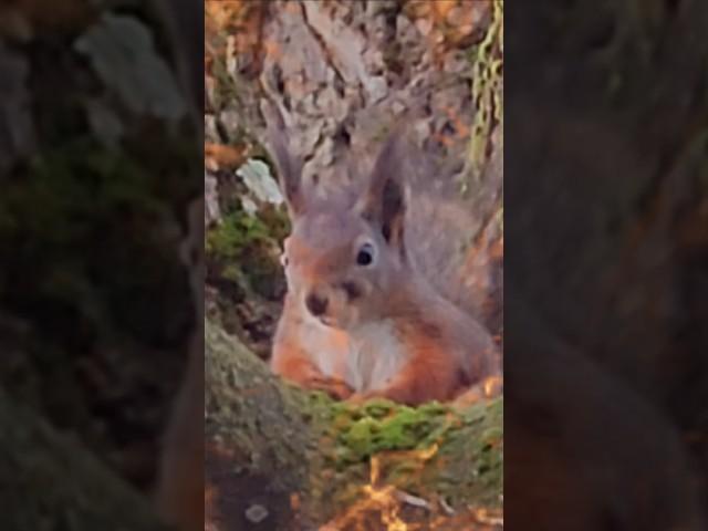 How cute squirrel?# #squirrel# all about squirrels# baby squirrel