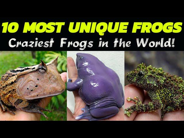 The TEN (10) MOST Unique and Strangest Frogs In The World! Super Crazy Looking Frogs Will Shock You!