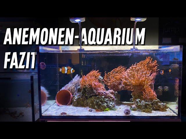 Fazit zum ANEMONENAQUARIUM - PlanktonPlus Aquaristik