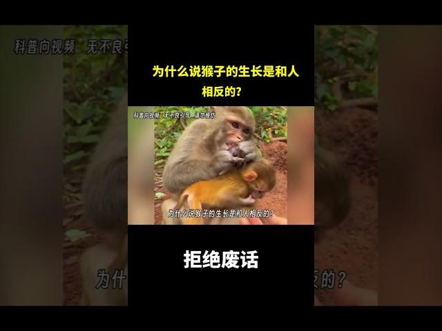 为什么说猴子的生长是和人相反的？ #冷知识 #涨知识