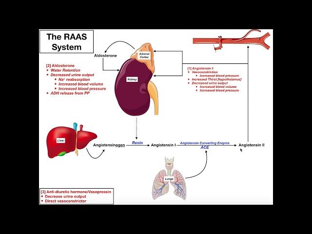 The Renin-Angiotensin-Aldosterone [RAAS] System