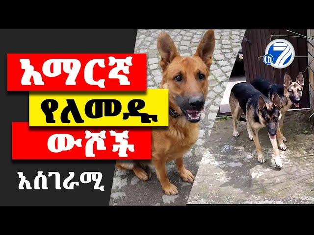 አማርኛ ተናጋሪ ውሾች Best Ethiopian Dogs l Ethiopia Channel 7