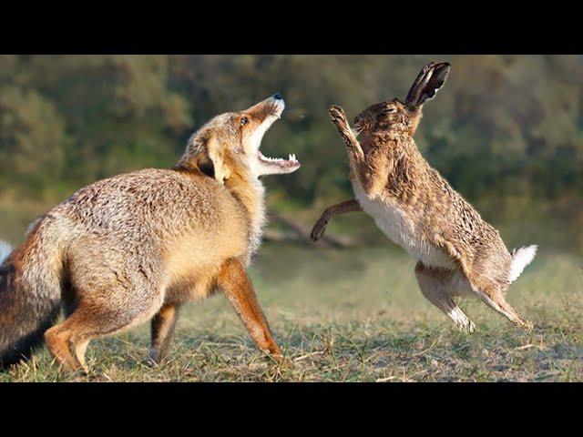 Hare is an Elusive runner and Boxer capable of Punishing the Fox!