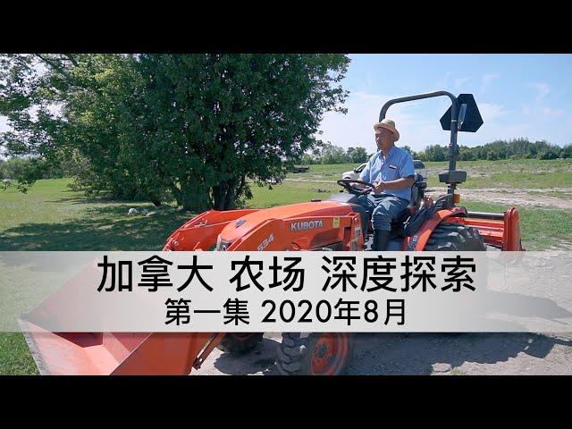 加拿大农场探索1-瓜果农场（2020年8月）