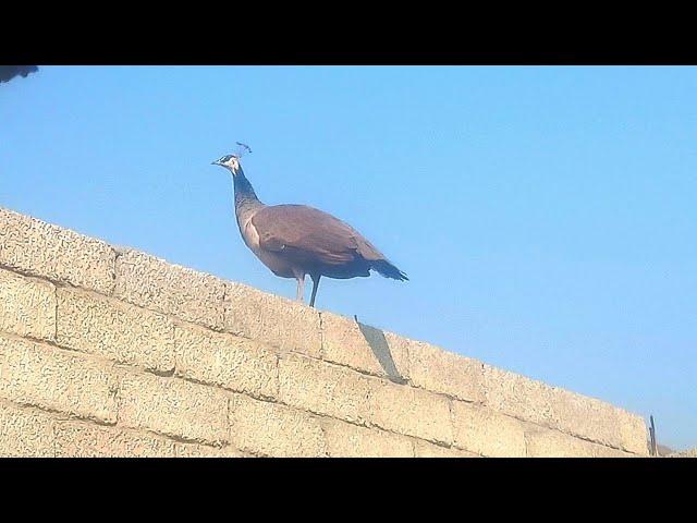 Mom peacock flying | mor ke video | top pets Tv