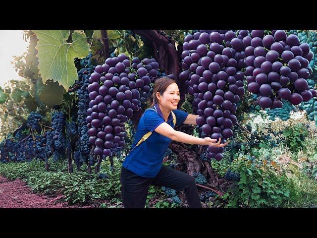 BREAKING! WOMEN Harvesting California grapes in a large garden | How to ferment and age premium wine