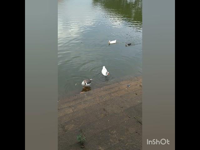 The Natural view