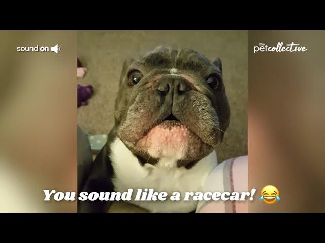 Funniest Dongs Ever ️Part1