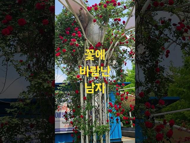 꽃에 바람난 남자 #오월의꽃 #봄꽃 #산책길 #flowers