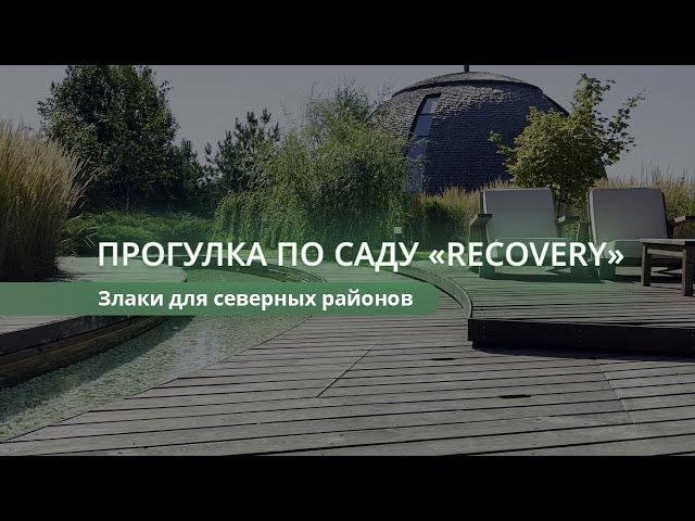 Прогулка по саду  "Recovery". Злаки для северных регионов.  #злаки #ландшафтныйпроект