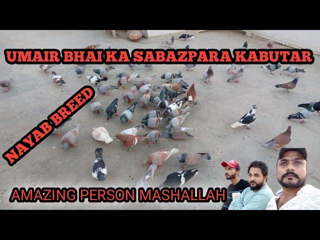 UMAIR BHAI KA SHOCK||SABAZPARA KABUTAR ||RACING PIGEON||OFFCOLOR||ROCK PIGEON||KHAIL PANI