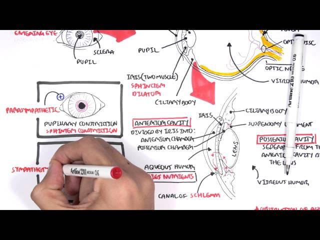 Anatomy - Eye Overview