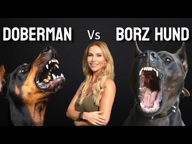 THE BORZ HUND versus THE DOBERMAN - WHICH DOG IS BETTER?