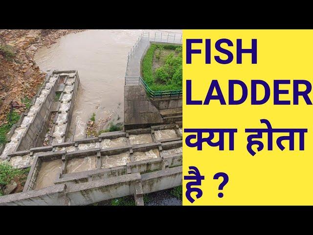 What is the function of a fish ladder ||  Fish ladder in dam | fish pass