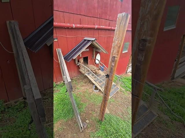 And The RACE IS ON! #WhittAcres #homesteadinglife #enjoynaturetoday