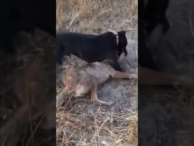 Pitbull attacks Coyote to protect Owner! Pitbull and coyote fight! (Graphic Footage)