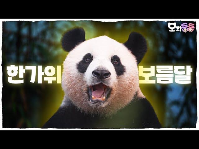 (SUB) PANDA's Chuseok at PANDA WORLD│Panda World