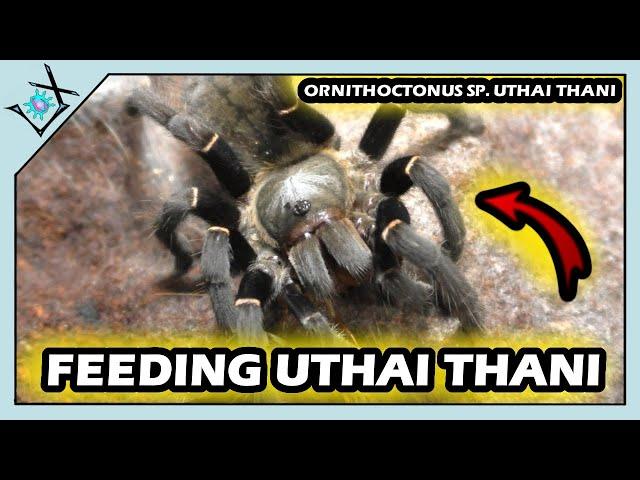 Feeding Dancing Earth Tiger Tarantulas | Ornithoctonus sp. Uthai Thani【Tarantula Feeding】