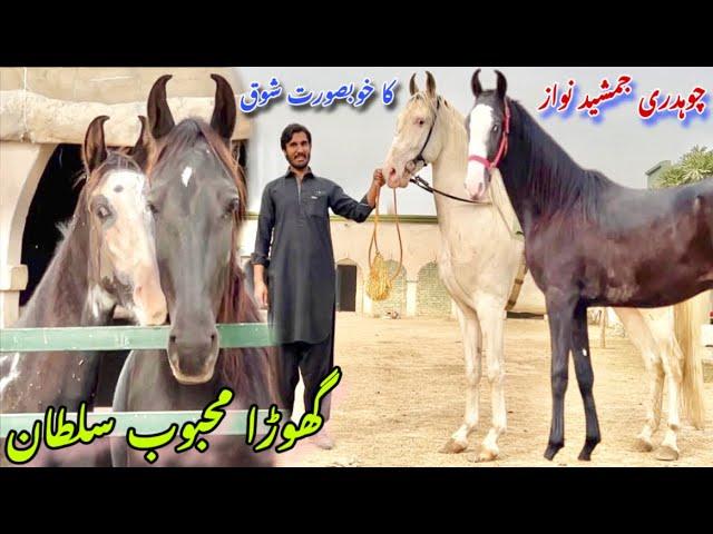 Ch Jamshaid Nawaz Ka Shok | Most Beautiful Nukra Ghoda