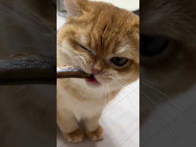 약 10개월 캣초딩의 열빙어 먹방 ASMR  #britishshorthair #고양이 #cat #kitty #고양이일상 #열빙어 #kitten #catlover #cute