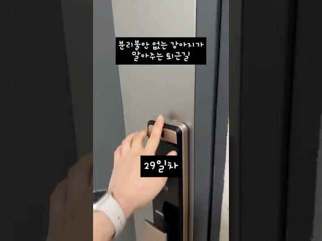 도대체 무슨 생각을 하는 걸까 #웰시코기 #분리불안 #반려동물 #동물짤 #반려견