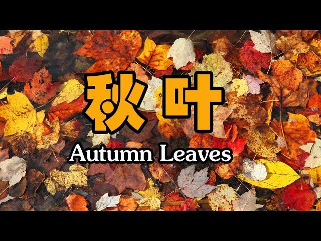 Autumn Leaves ，  秋叶