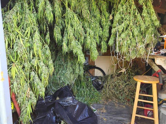 80 Lbs. Rando Is Ganja Insane, Huge Blue Dream & Maui Harvest, Best Year Ever.