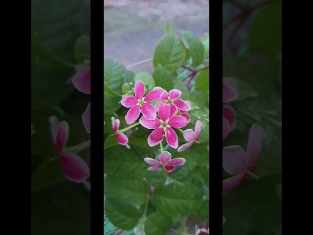 Radha manoharam flowers / rangoon creeper flowers in my garden #shorts @ sridha talks