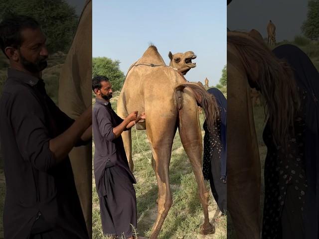 desert life in rajasthan#rural life  video #villagelife #cholistan #rajasthan #thar