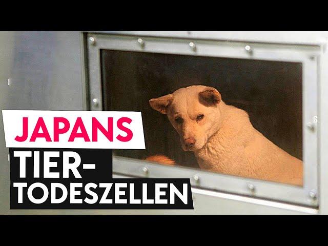 Japan und der Tierschutz (Dokumentation) - 動物福祉