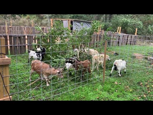 Giving the Goats some fresh greens to snack on