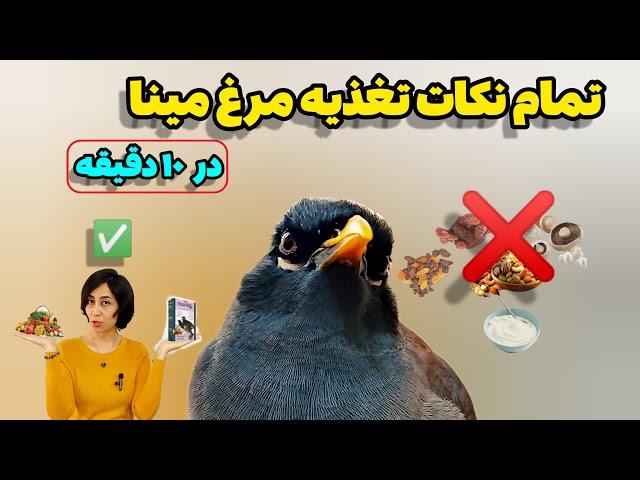 آموزش تغذیه مرغ مینا/ بایدها و نبایدها در تغذیه مرغ مینا