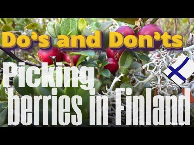 Dos and don’ts in picking berries in Finland|Lingonberries picking #countryside #foraging