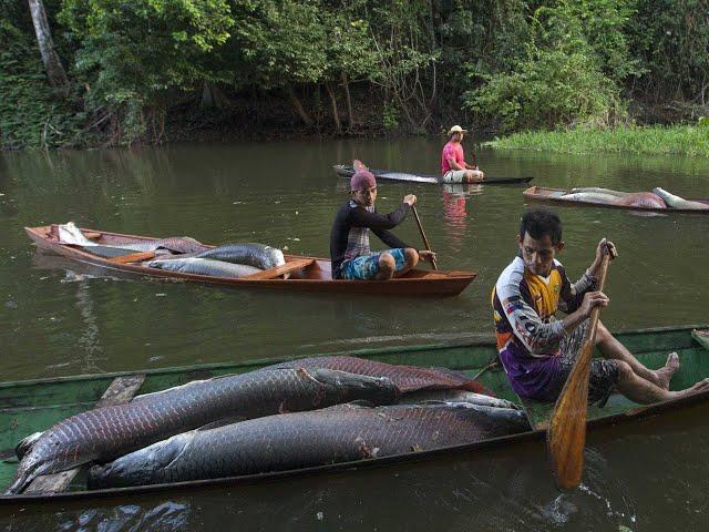 Как в заповедных водах реки Амазонка местные рыбаки ловят сетями Арапайм (Arapaima gigas) ?