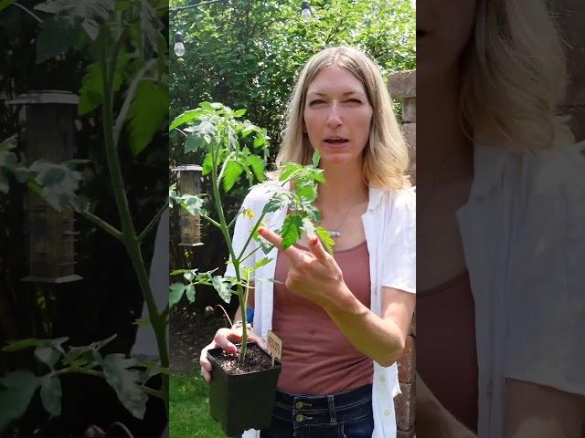 Do this to prevent blossom end rot on your tomatoes!