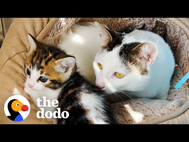 'Aggressive' Cat Meets A Tiny Kitten And The Cutest Thing Happens | The Dodo Cat Crazy