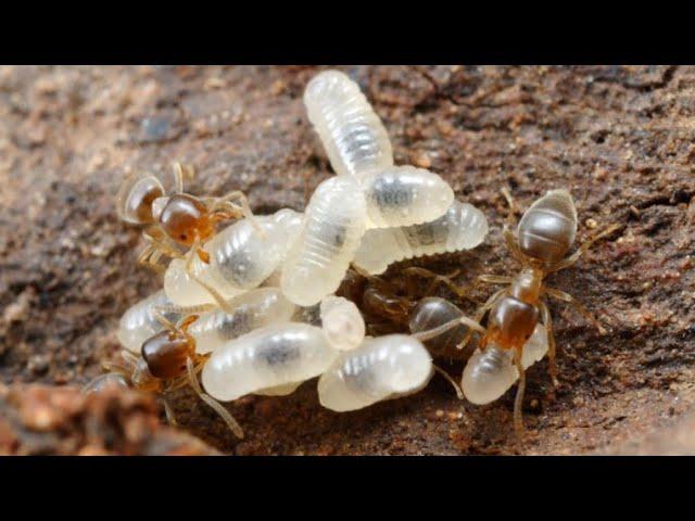 Have you ever seen a Baby Ant? A Microscopic view of an Ants Egg