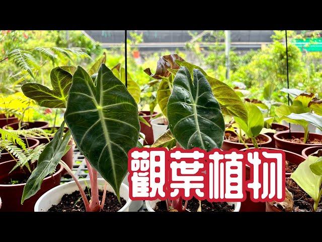 熱門室內觀葉植物台南七甲有沒有稀奇的物種？