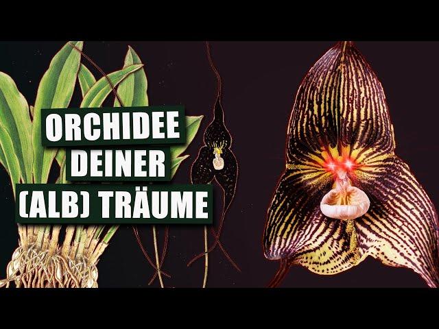 Dracula vampira - Die schwarze Vampir Orchidee | Pflanzen-Portrait