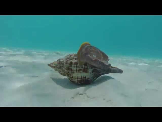 Giant Atlantic Sea Snail