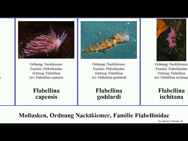 Mollusken, Ordnung Nacktkiemer, Familie Flabellinidae mollusca gracilis capensis Flabellina Sweet