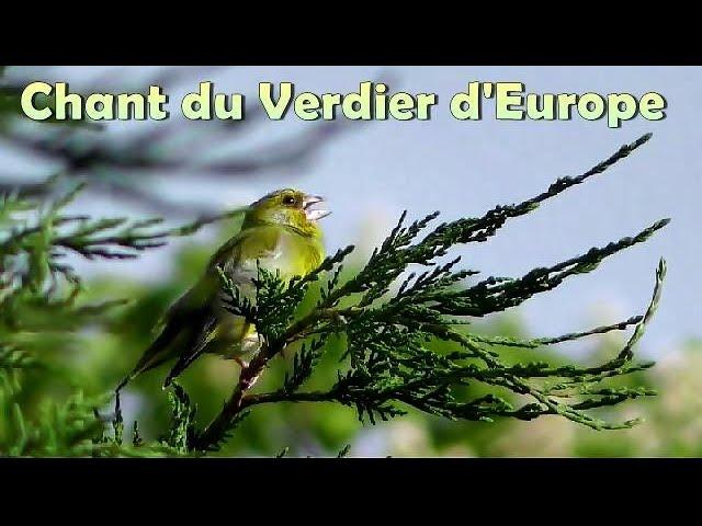 Chant du VERDIER  d'EUROPE