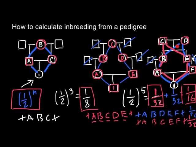 How to calculate inbreeding from a pedigree chart