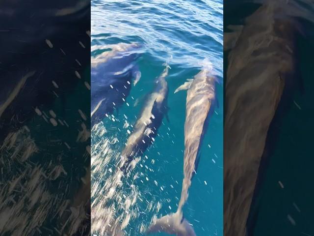 Delfines nadando en el Pacífico #dolphins #delfines #tourdelfines #puertoescondido #beach #ballenas