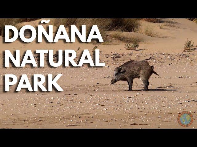 Doñana Natural Park