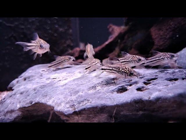 Corydoras napoensis bij Aquarium Speciaalzaak Utaka