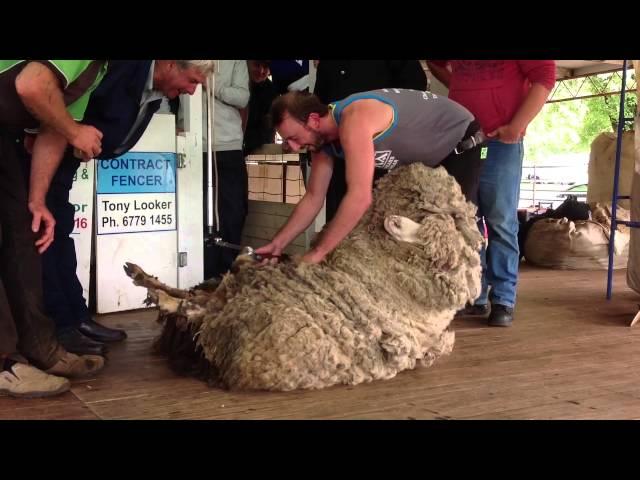 Guyra sheep lose their locks