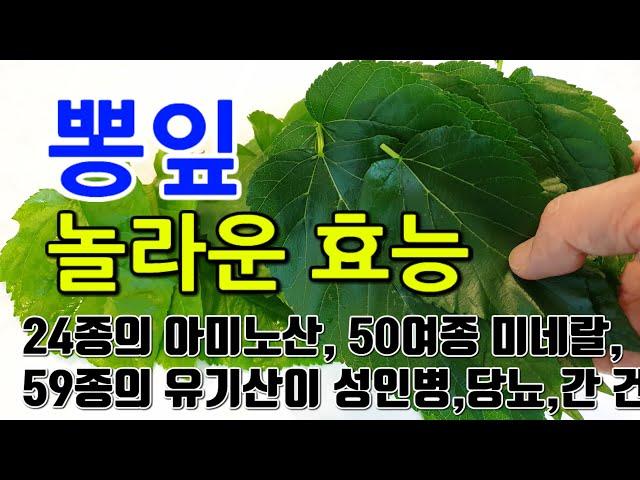 [뽕잎 효능] "뽕잎의 특별한 성분으로 꿈같은 건강을 누려보세요"