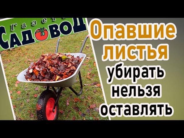 ОПАВШИЕ ЛИСТЬЯ убирать нельзя оставлять