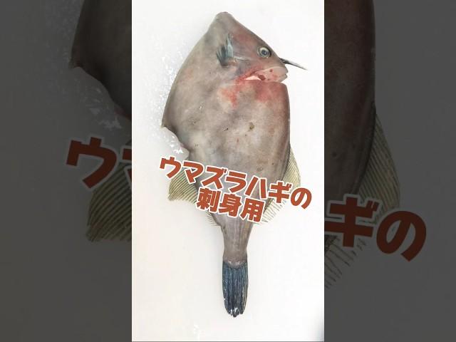 ウマズラハギの捌き方【刺身用】皮の引き方 #ウマズラハギ#fカワハギ捌き方 #捌く